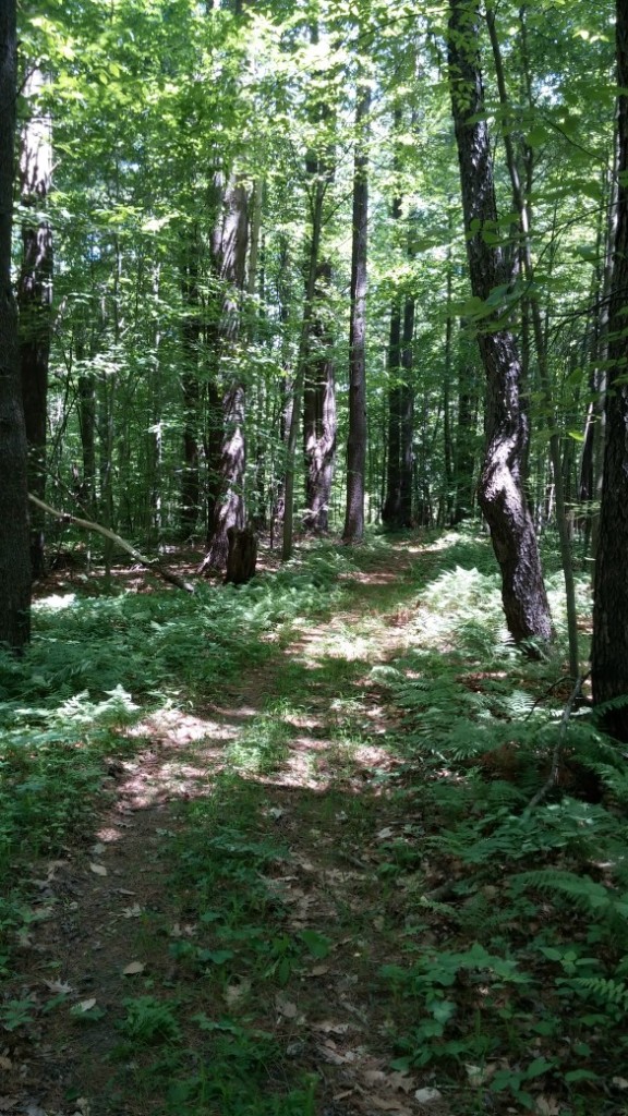 Trail through Mooney Carrese Forest