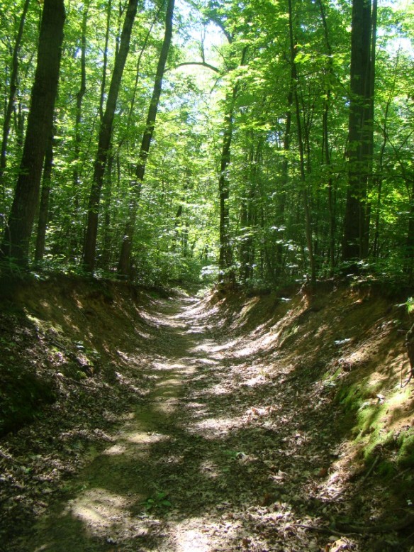 Looking southerly downhill along blue trail in northern portion of preserve